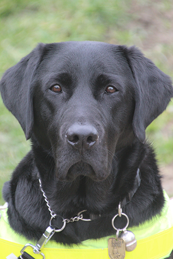 Guide Dog: Oakley